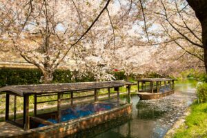 Serene view of traditional boats under cherry blossoms on a canal in Kyoto, Japan.